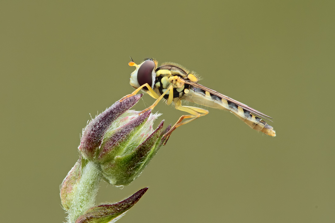 Sphaerophoria scripta 1